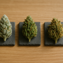 Fleurs de CBD indoor outdoor greenhouse : comparatif des trois modes de culture