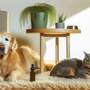 Chien golden retriever et chat tabby calmes ensemble sur tapis avec flacon CBD pour animaux