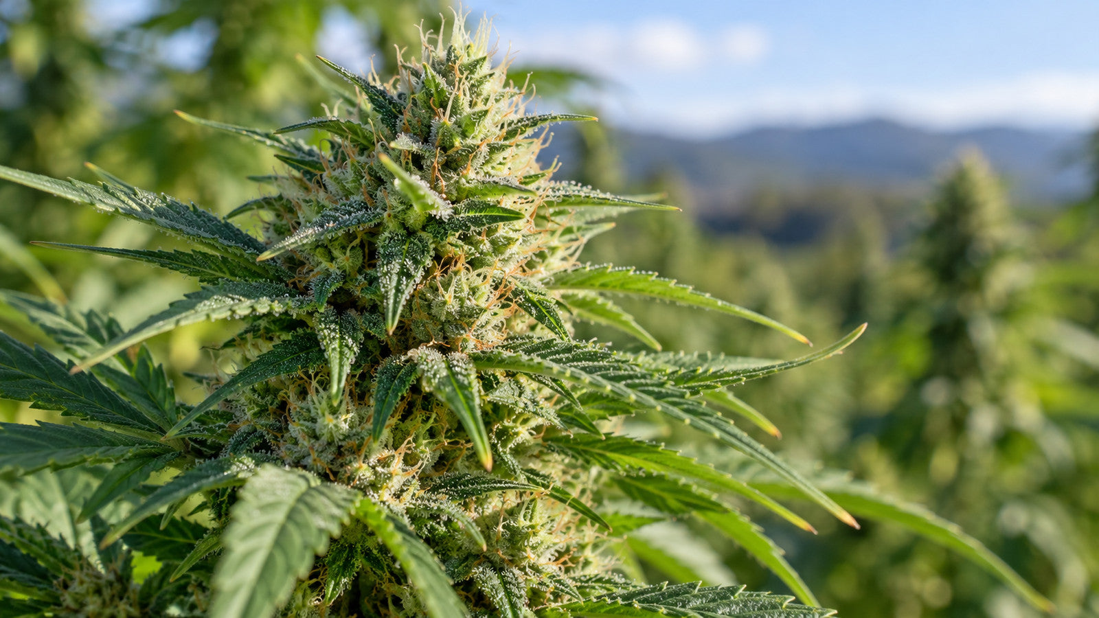 Fleur de chanvre en gros plan, présentation du cannabidiol