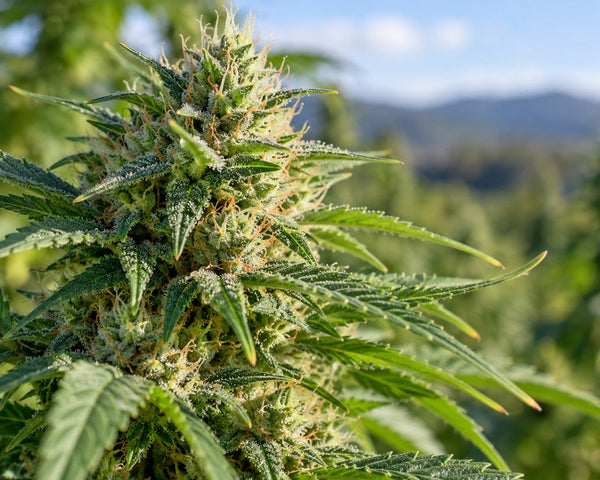 Fleur de chanvre en gros plan, présentation du cannabidiol