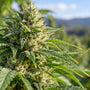 Fleur de chanvre en gros plan, présentation du cannabidiol