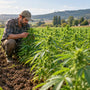 Agriculteur examinant des plants de chanvre en plein champ