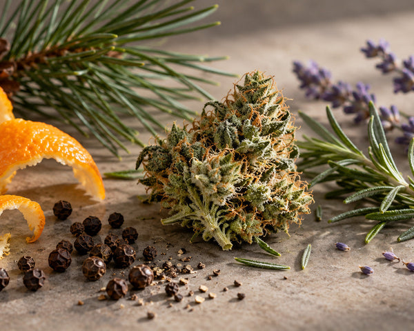 Fleur de chanvre entourée de plantes aromatiques et agrumes