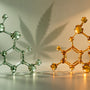 Illustration de l'article : CBD et THC : quelles sont les véritables différences ?