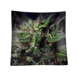 Plateau Fumeur - Macro Tête Weed - Boutique CBD Metz